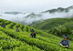 生甡川“万里茶道”文化IP突围,成功摘得青砖茶领域中国驰名商标