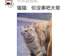狗将鸡咬死后倒地不起,狗主人猛扇十个巴掌后狗子依旧不动…评论区劝狗主人不要再打了,狗子好像有一点si了…狗主人:这招也就骗骗你们…