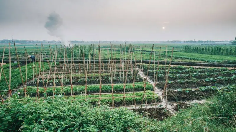 夏天随处可见的时令野菜!清爽适口,夏季轻养别错过
