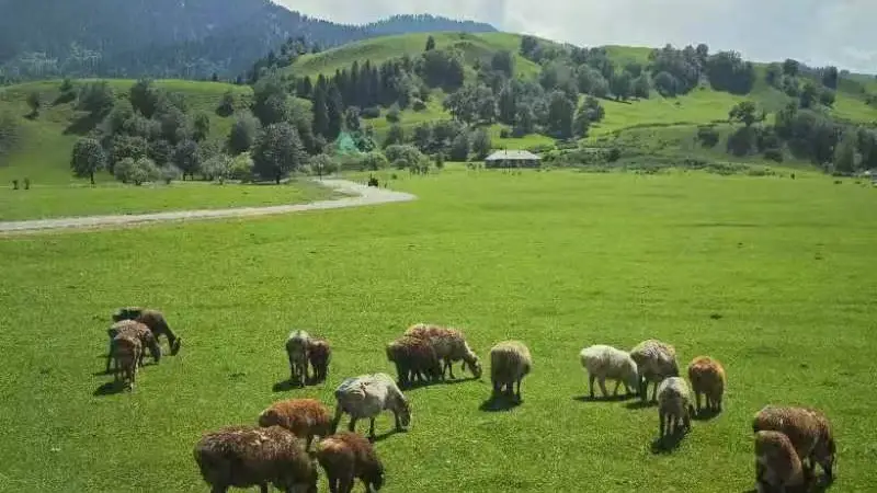六月的阿勒泰怎么样?本地导游手把手教你安排夏季北疆旅行行程与住宿交通美食,一篇实用攻略就够