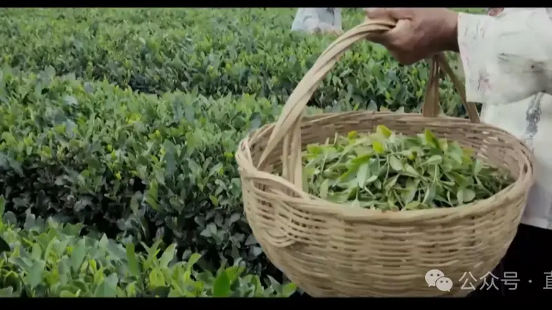 日照绿茶,登上香港新亚太电视台!