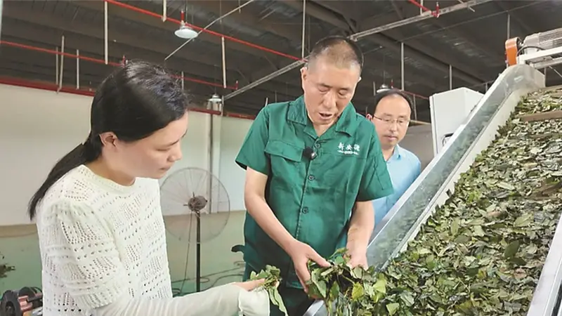 绿茶变抹茶，破解“一季红火两季闲”