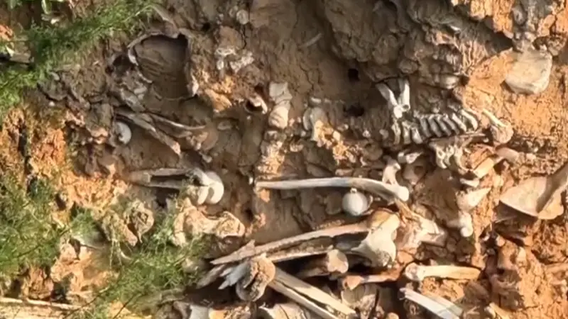 一道路旁现大量白骨,当地:系古代战争遗骸