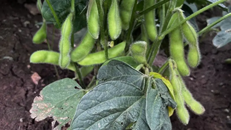 中国4大高钾食物,出汗多的人,夏天要多吃,腿不软心不慌
