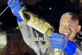 天津一小区人工湖出现鳄鱼，当地通报：已捕获1条暹罗鳄