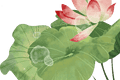 夏日限定浪漫开启！团河行宫遗址公园荷花开了——