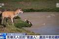 从“摆渡人”到“奶爸” 高原汉子在生命禁区守护藏羚羊