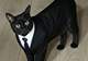 把黑猫养成“大黑猪”,网友争相晒“养猪”照,谁家没有呢?