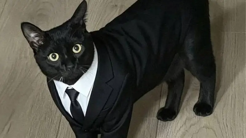 把黑猫养成“大黑猪”,网友争相晒“养猪”照,谁家没有呢?