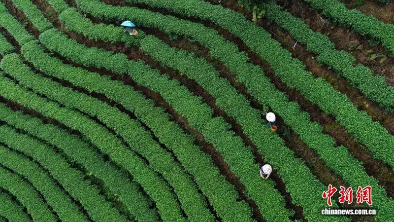 广西侗乡夏日采茶忙 茶香飘海外