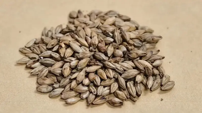 “泡茶搭子”，消食化积还能疏肝行气