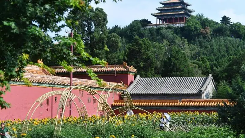 看北京|中轴线再添夏日打卡地,景山公园向日葵进入最佳观赏期