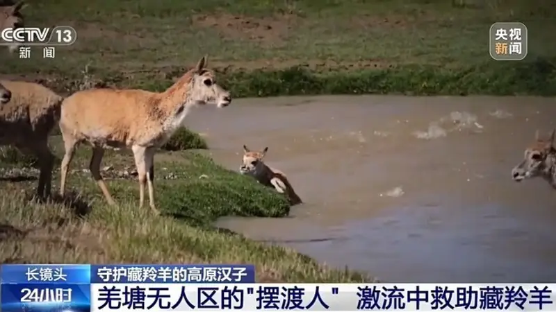 从“摆渡人”到“奶爸” 高原汉子在生命禁区守护藏羚羊