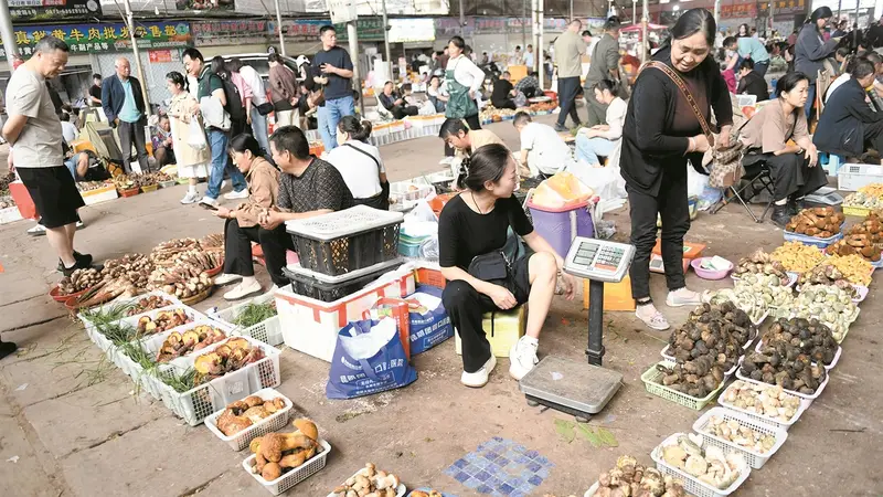 感受最接地气的“有一种叫云南的生活” 昆明菜市场蘑力四射