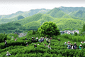 碾茶抹茶热销是新茶道降临？3：“健康平替”与“宋韵复刻”的流量密码
