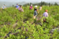 深山小众茶香飘世界