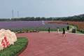 繁花盛放绘美景 满园锦绣入画来