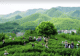 碾茶抹茶热销是新茶道降临？3：“健康平替”与“宋韵复刻”的流量密码