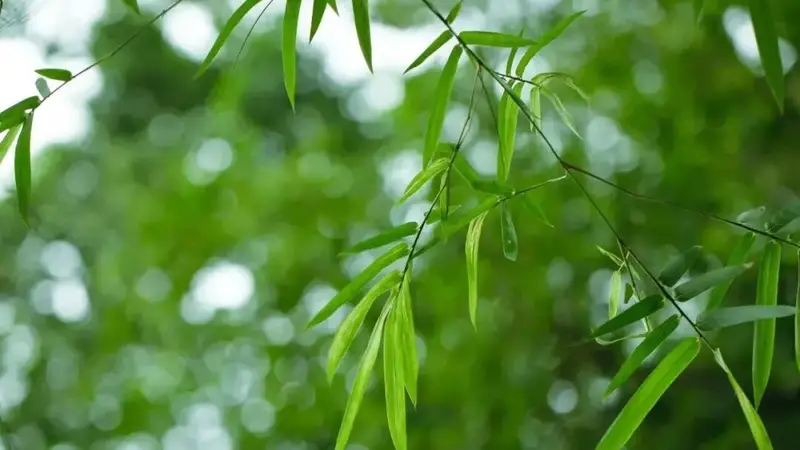夜读 | 《飘》中的3句话,藏着向上的密码