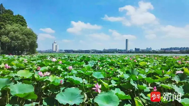 为一片荷,赴一座城!江苏这两地凭什么成为“慢充”顶流?