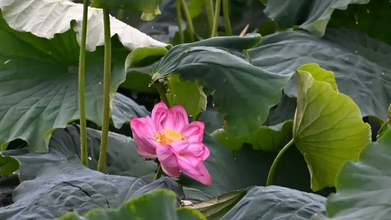 鹤庆水乡花海盛放,约上小伙伴划船赏花、逛吃市集啦!