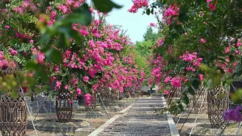 成都又上黑马景点,浪漫漂亮很惊艳,不要门票,地铁公交直达!