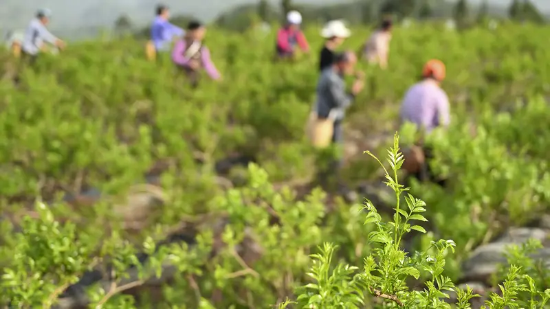 深山小众茶香飘世界