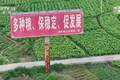 央视曝光：湖南江华县、镇、村三级应付检查，赤裸裸造假