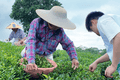 观田间采茶劳作，探产销完整茶链｜我院 “笃志向善” 突击队深入茶乡全产业链调研