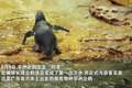 广东首只极危物种非洲企鹅宝宝在横琴长隆诞生