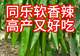 软香辣尖椒软皮椒种子