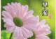 晨光启序,温柔赴朝