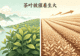 为什么现在的茶叶，越来越没茶味了？