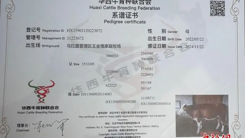 当华西牛成为全国拍卖会上的“主咖”