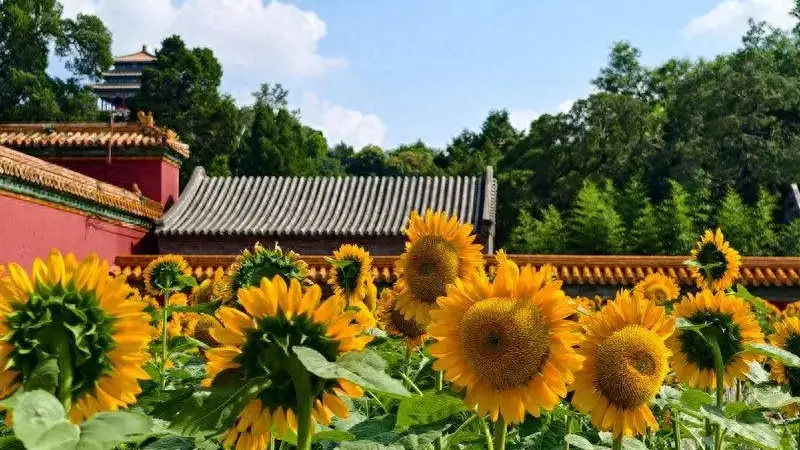 中轴线赏花地图|盛夏,赴一场古都花事