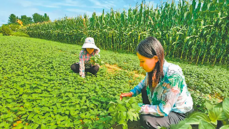 央媒观豫丨一株荆芥慰乡愁