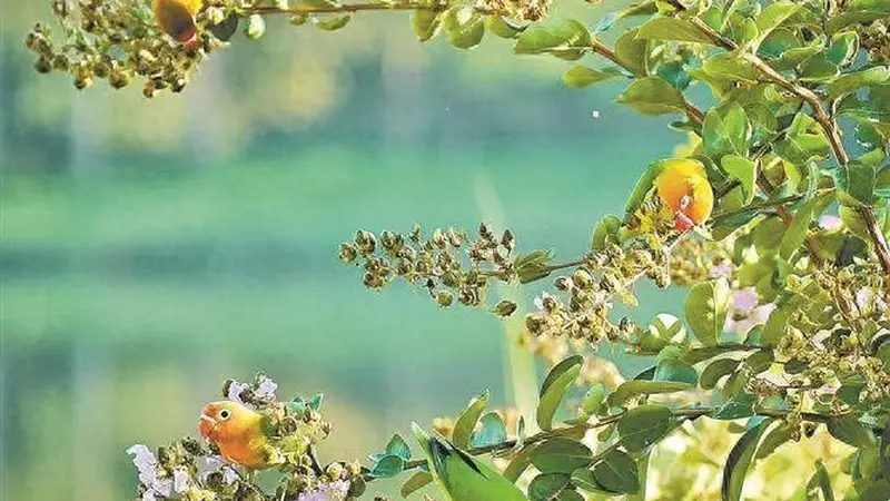 “非洲爱情鸟” 爱上杏林湾?专家提醒:勿随意放生