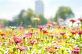 北京通州潞邑花海邀你打卡花间云趣乐园，遛娃、观影、拍大片