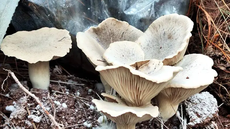 【美文】越西的菌子
