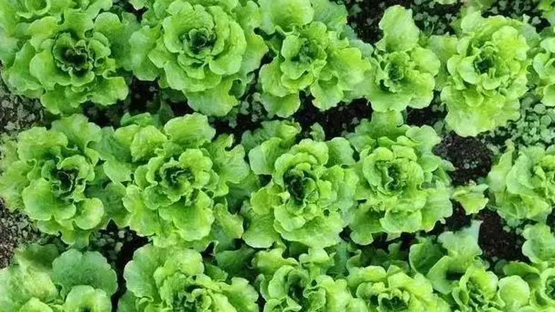 红烧带鱼加勺糖，提升了鱼的鲜度，客人吃了肯定点赞