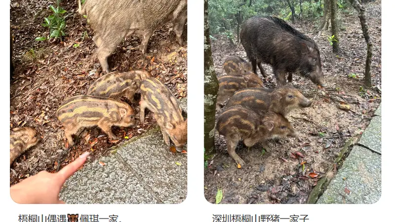 “拖家带口”向游客讨食,深圳知名景区紧急提醒