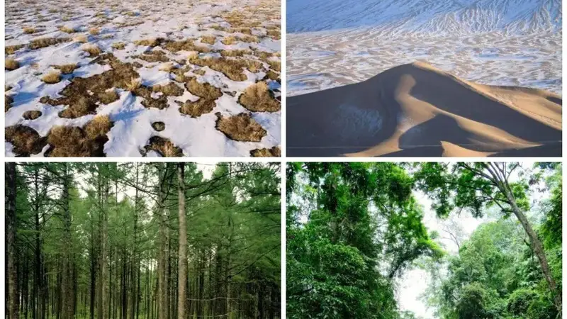 不只是桌游,这是一场对中国山河的植物科考