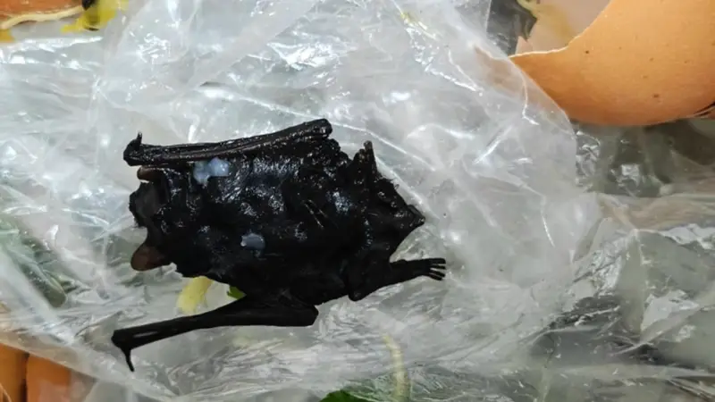 肉片里吃出蝙蝠?当事人称儿子“哇哇吐”已就医,福建宁德当地市监已介入调查