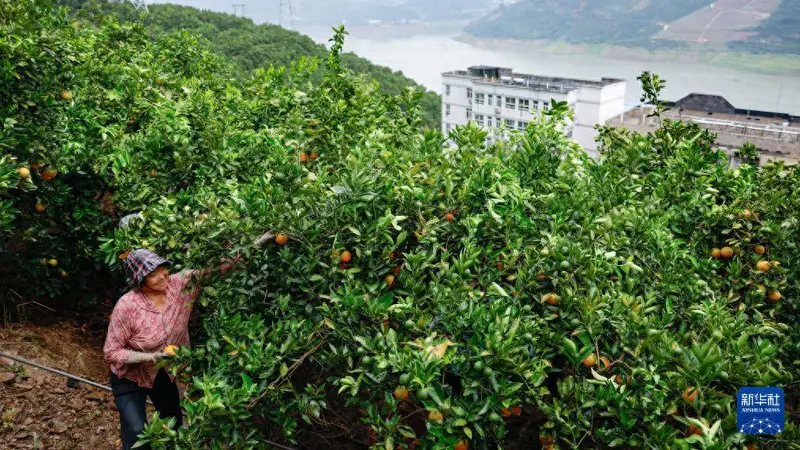 诗意中国丨后皇嘉树，橘徕服兮