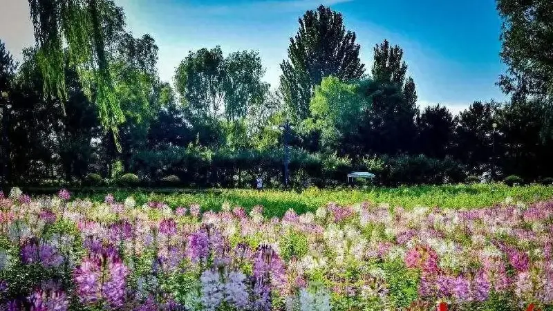 大同3000平方米醉蝶花海迎来盛花期