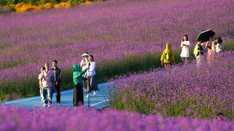 三峡库区高山花海醉游人