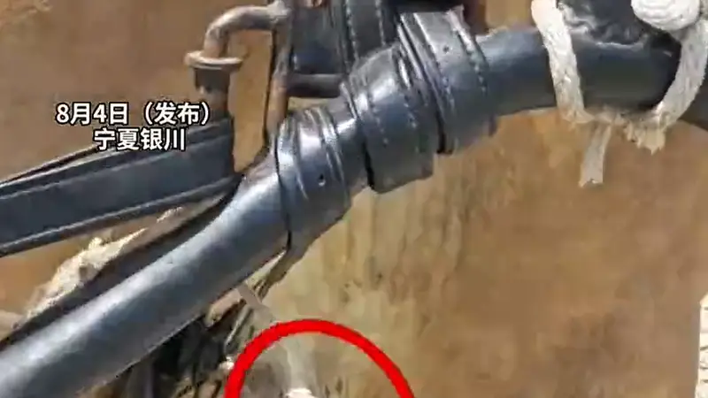 游客量激增,马匹大腿被磨破仍在拉车,景区致歉:深感愧疚与自责