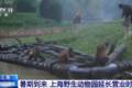 暑期到来，上海野生动物园延长营业时间至晚上九点
