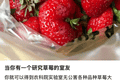 “我是农学生，这是我们组的杂交玉米……”