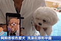 哈尔滨一男子花1400元网购香槟色小狗，洗完澡变纯白色：商家特地叮嘱“七天内严禁洗澡”，发现问题后对方已失联跑路